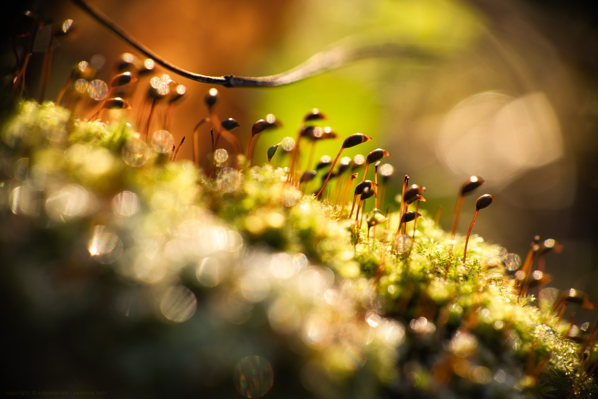 Little nature in winter time Welcome to the multifaceted world of 'sukomotion' susanne kohl